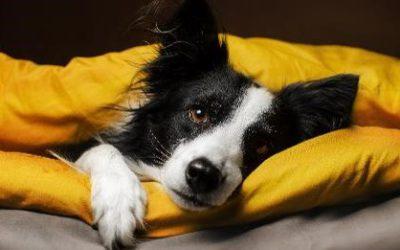Animais em apartamentos: regras a cumprir
