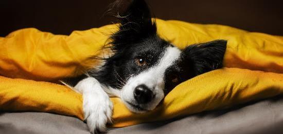 Animais em apartamentos: regras a cumprir